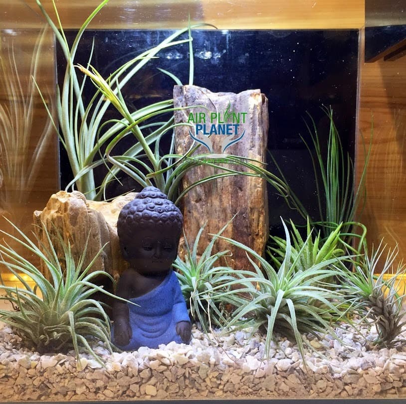 Air Plant Planet – Aquariums & Terrariums